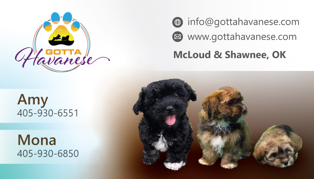 Gotta Havanese logo design by dingraphics