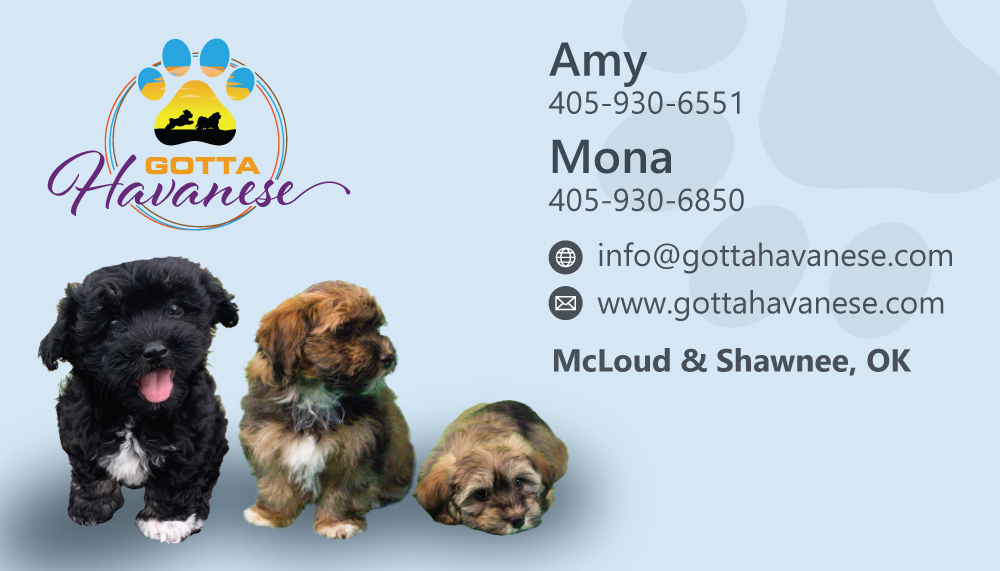 Gotta Havanese logo design by dingraphics