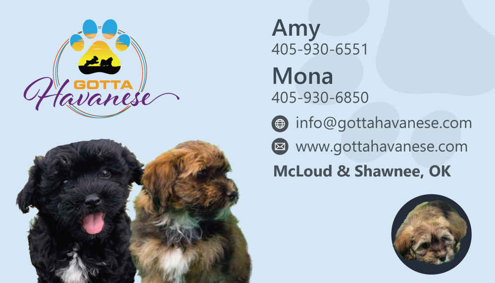 Gotta Havanese logo design by dingraphics