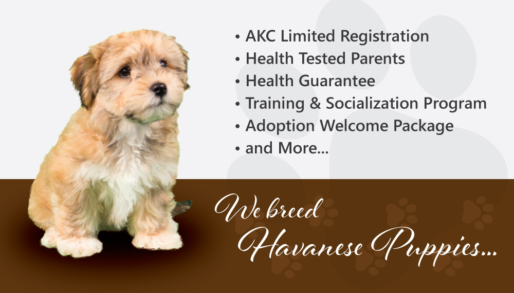 Gotta Havanese logo design by dingraphics