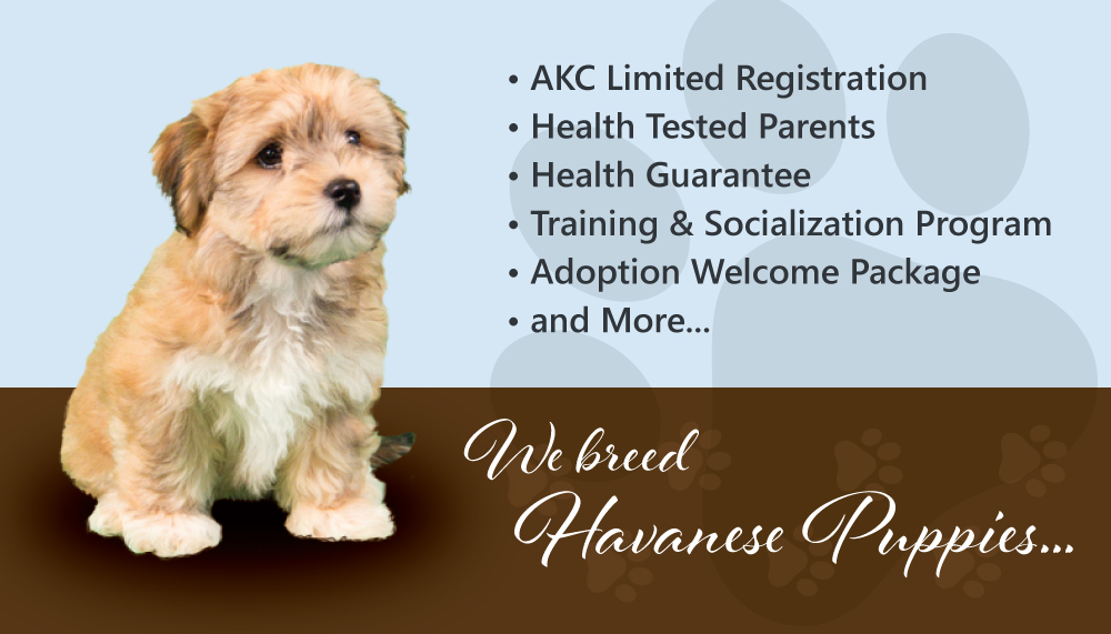 Gotta Havanese logo design by dingraphics